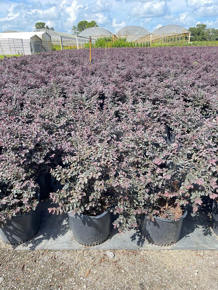 loropetalum-chinense-kurobijin-cerise-charm-loropetalum