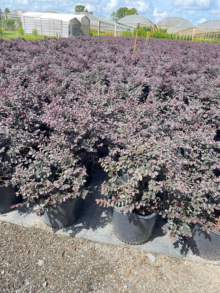 loropetalum-chinense-kurobijin-cerise-charm-loropetalum