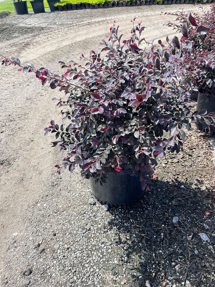 loropetalum-chinense-kurobijin-cerise-charm-loropetalum