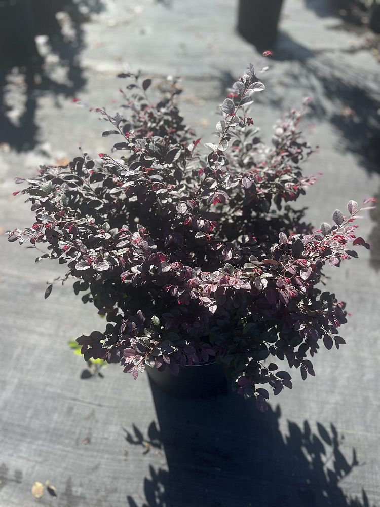loropetalum-chinense-kurobijin-cerise-charm-loropetalum