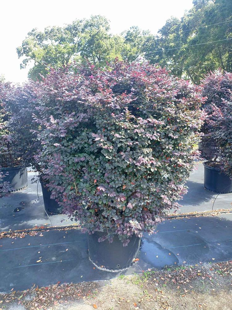 loropetalum-chinense-kurobijin-cerise-charm-loropetalum