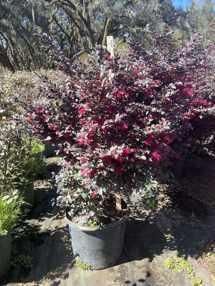 loropetalum-chinense-kurobijin-cerise-charm-loropetalum