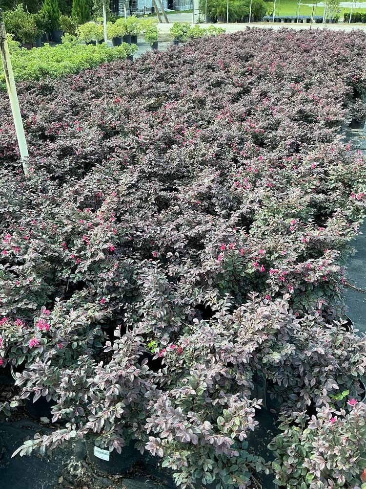 loropetalum-chinense-kurobijin-cerise-charm-loropetalum