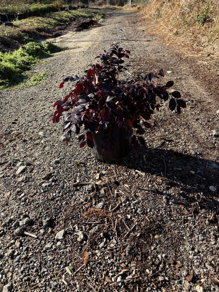 loropetalum-chinense-kurobijin-cerise-charm-loropetalum