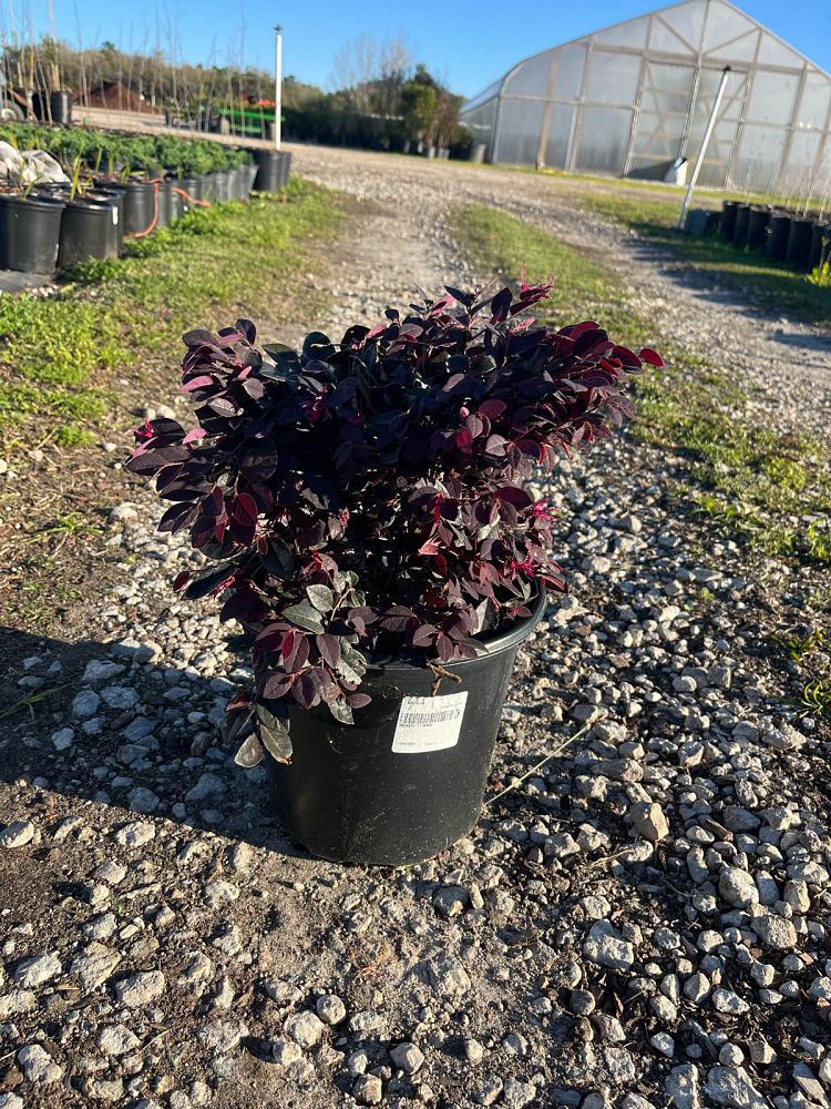 loropetalum-chinense-kurobijin-cerise-charm-loropetalum