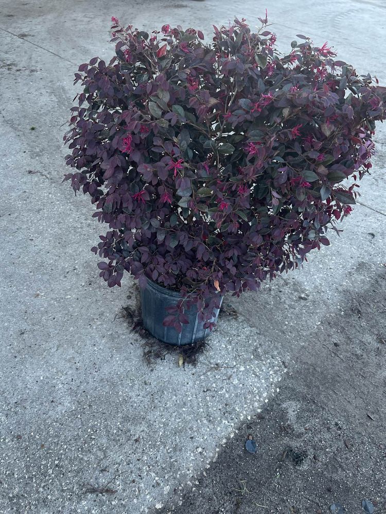 loropetalum-chinense-kurobijin-cerise-charm-loropetalum