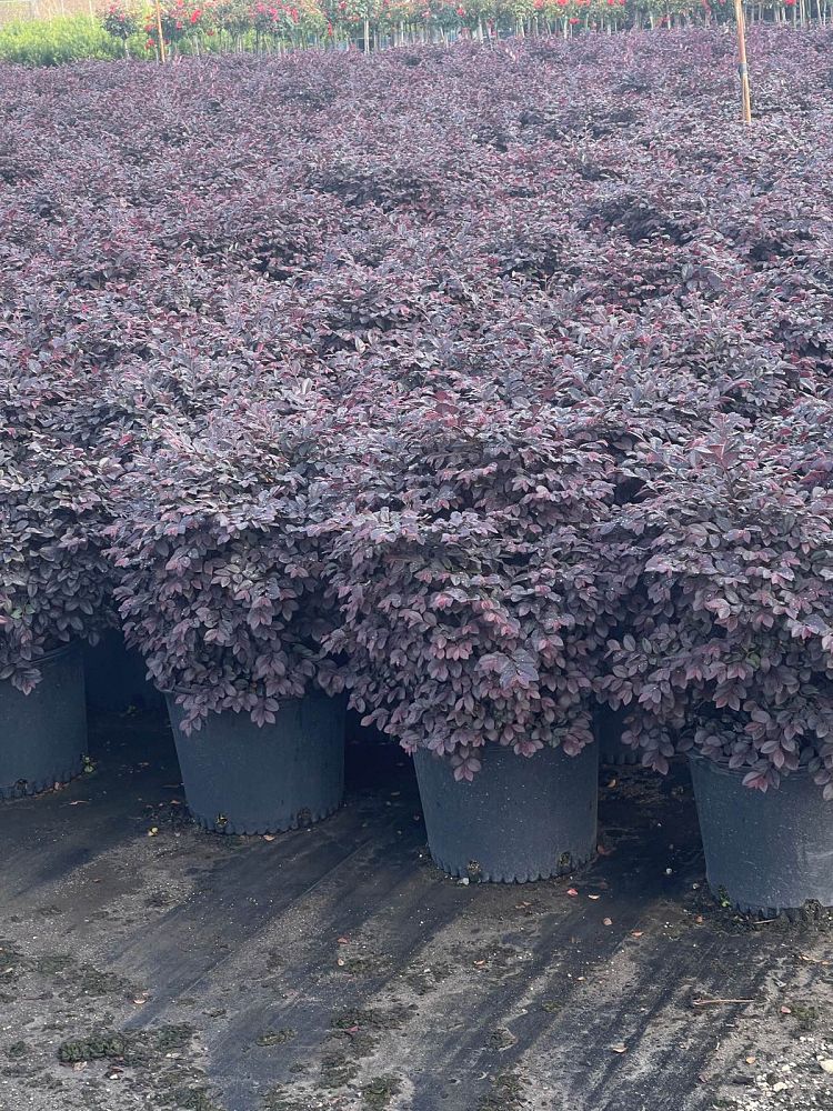 loropetalum-chinense-kurobijin-cerise-charm-loropetalum