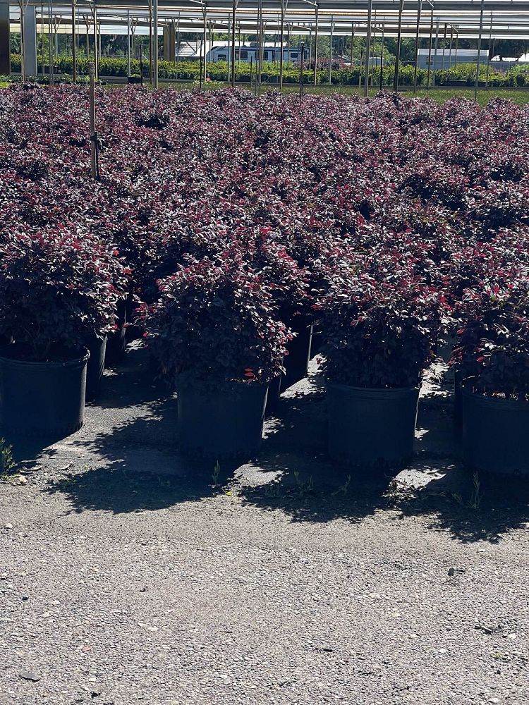 loropetalum-chinense-kurobijin-cerise-charm-loropetalum