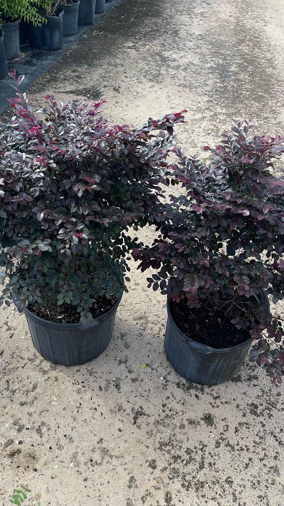 loropetalum-chinense-kurobijin-cerise-charm-loropetalum