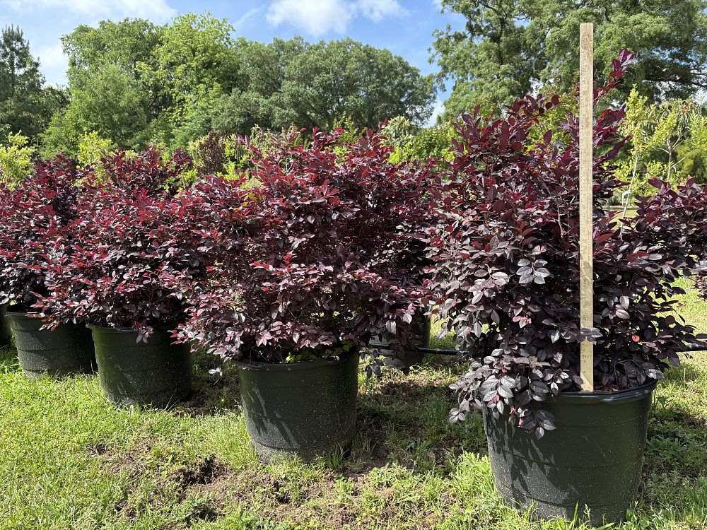 loropetalum-chinense-kurobijin-cerise-charm-loropetalum
