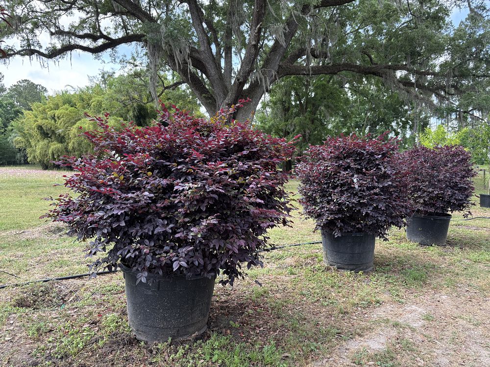 loropetalum-chinense-kurobijin-cerise-charm-loropetalum