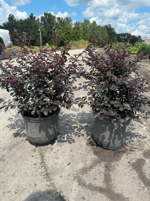 loropetalum-chinense-kurobijin-cerise-charm-loropetalum