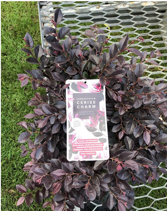 loropetalum-chinense-kurobijin-cerise-charm-loropetalum