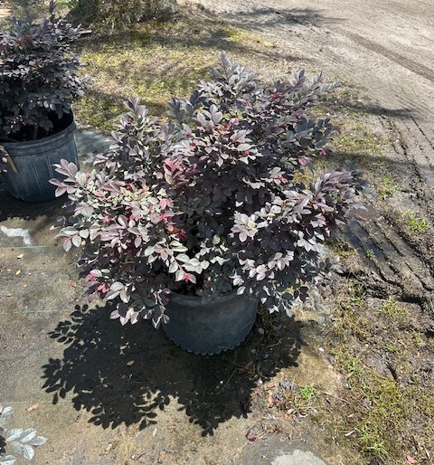 loropetalum-chinense-kurobijin-cerise-charm-loropetalum