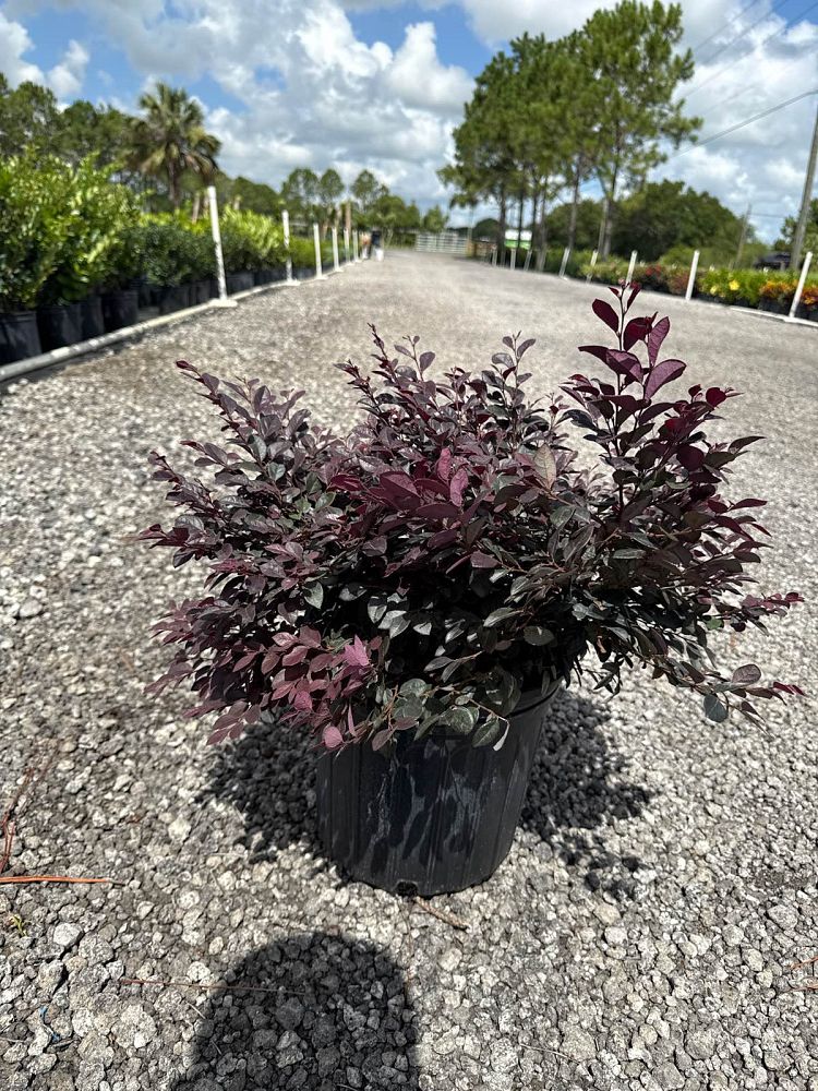 loropetalum-chinense-kurobijin-cerise-charm-loropetalum