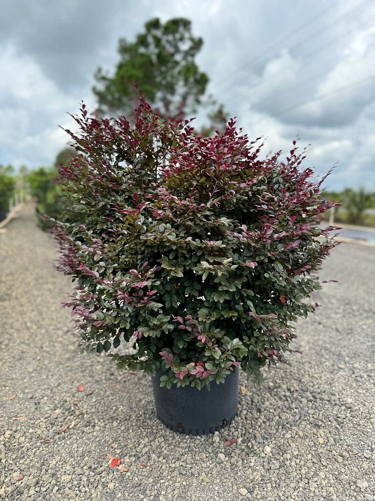 loropetalum-chinense-kurobijin-cerise-charm-loropetalum