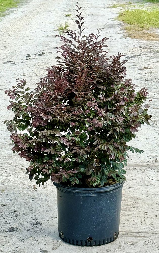 loropetalum-chinense-kurobijin-cerise-charm-loropetalum