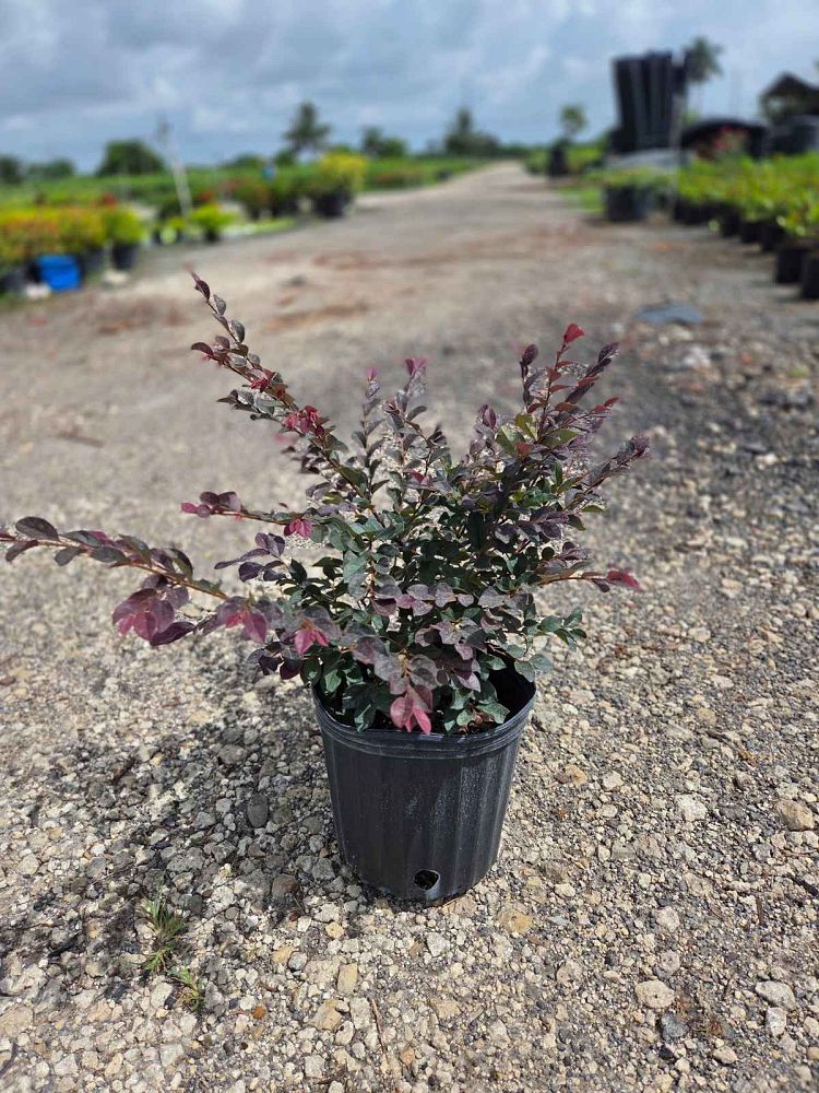 loropetalum-chinense-kurobijin-cerise-charm-loropetalum