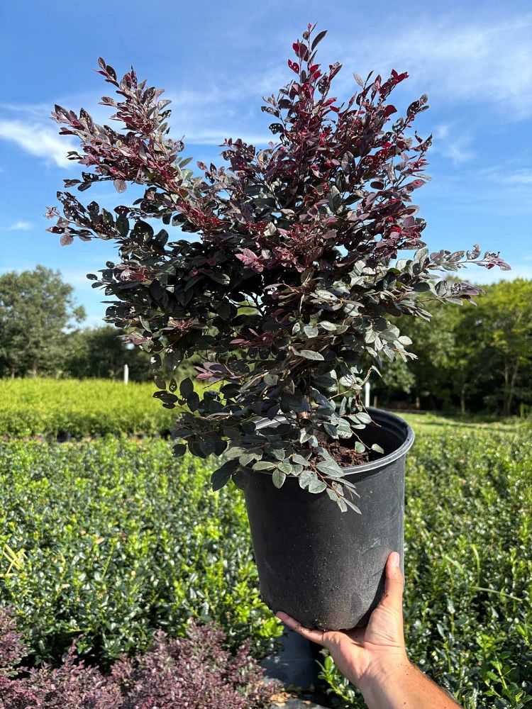 loropetalum-chinense-kurobijin-cerise-charm-loropetalum