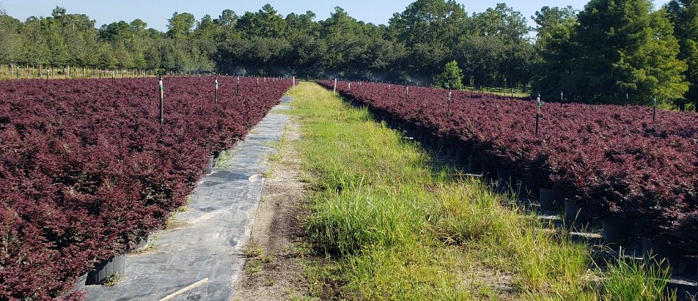 loropetalum-chinense-kurobijin-cerise-charm-loropetalum