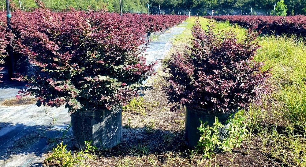 loropetalum-chinense-kurobijin-cerise-charm-loropetalum