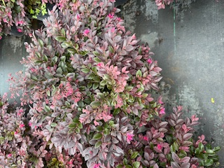 loropetalum-chinense-kurobijin-cerise-charm-loropetalum