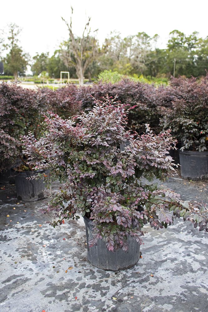 loropetalum-chinense-kurobijin-cerise-charm-loropetalum