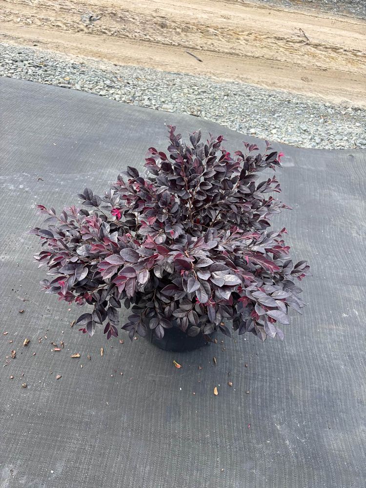 loropetalum-chinense-kurobijin-cerise-charm-loropetalum