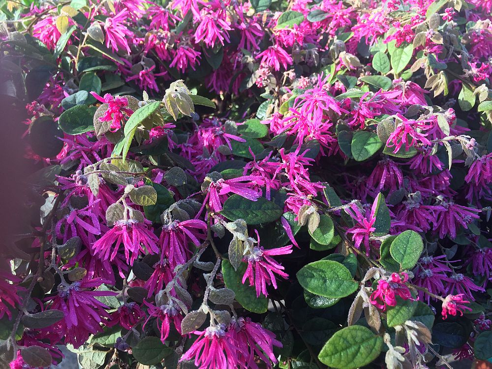 loropetalum-chinense-monraz-chinese-fringe-flower-razzleberri