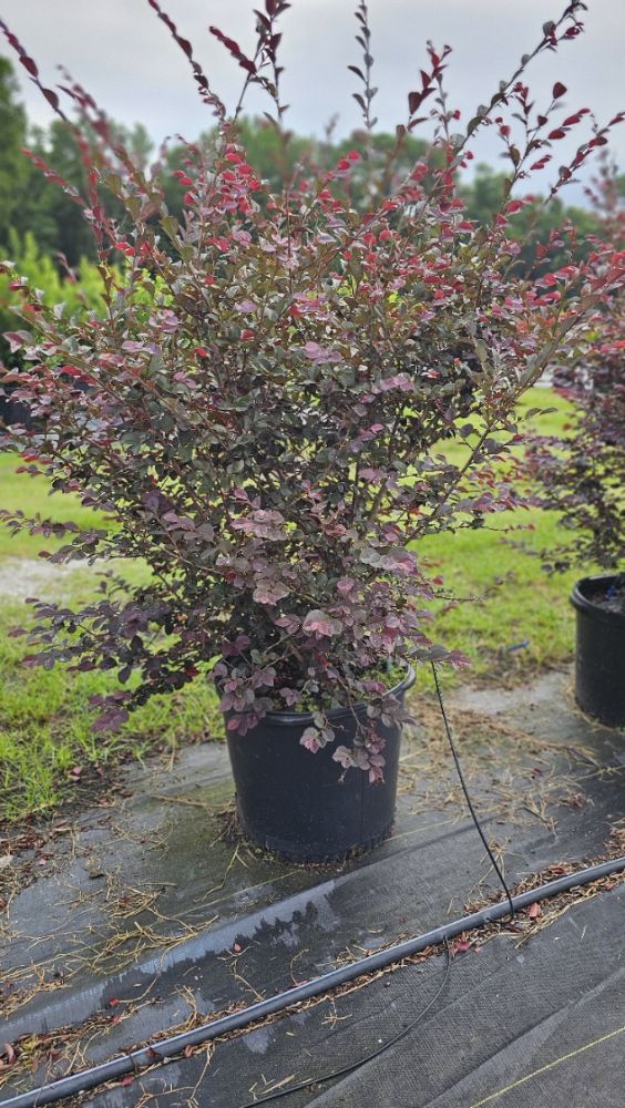 loropetalum-chinense-nci-002-chinese-fringe-flower-carolina-moonlight-chinese-witch-hazel