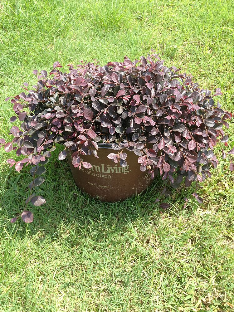 loropetalum-chinense-peack-purple-pixie-reg-dwarf-weeping-chinese-fringe-flower