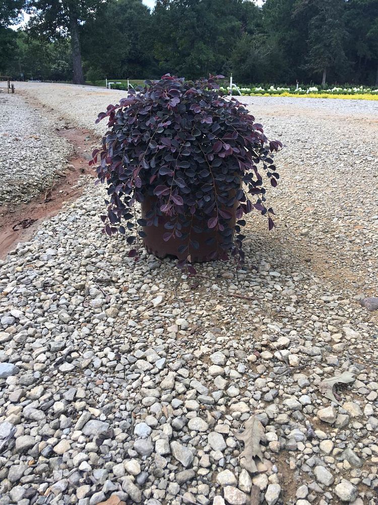 loropetalum-chinense-peack-purple-pixie-reg-dwarf-weeping-chinese-fringe-flower