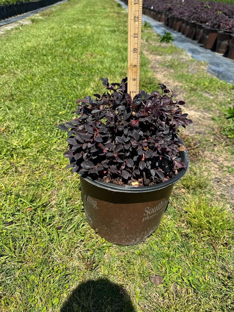 loropetalum-chinense-peack-purple-pixie-reg-dwarf-weeping-chinese-fringe-flower