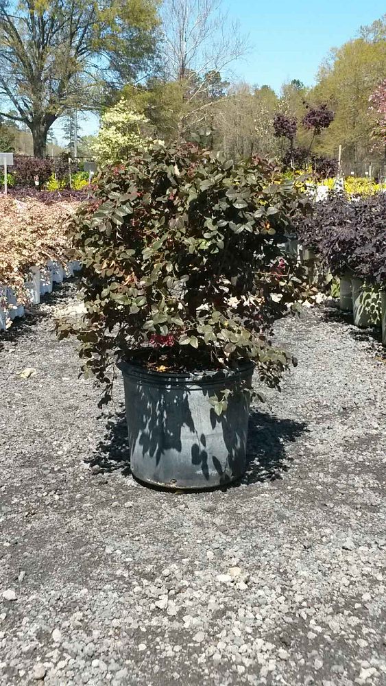loropetalum-chinense-plum-chinese-fringe-flower
