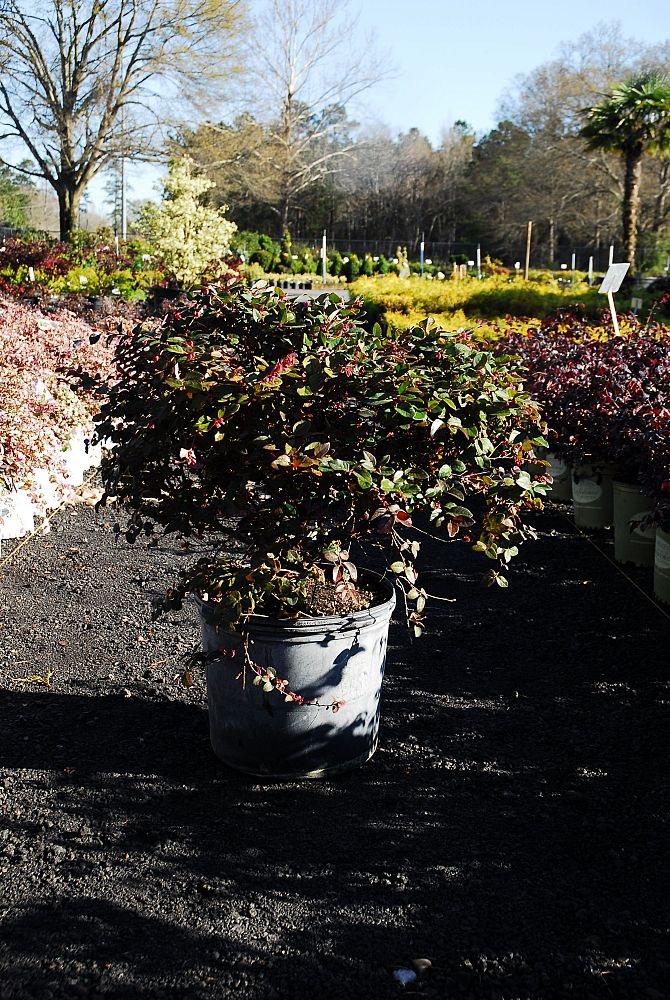 loropetalum-chinense-plum-chinese-fringe-flower