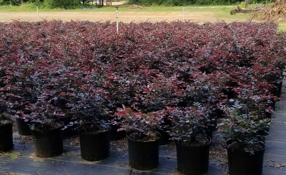loropetalum-chinense-plum-chinese-fringe-flower