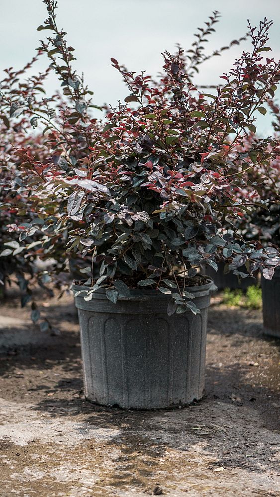 loropetalum-chinense-plum-chinese-fringe-flower