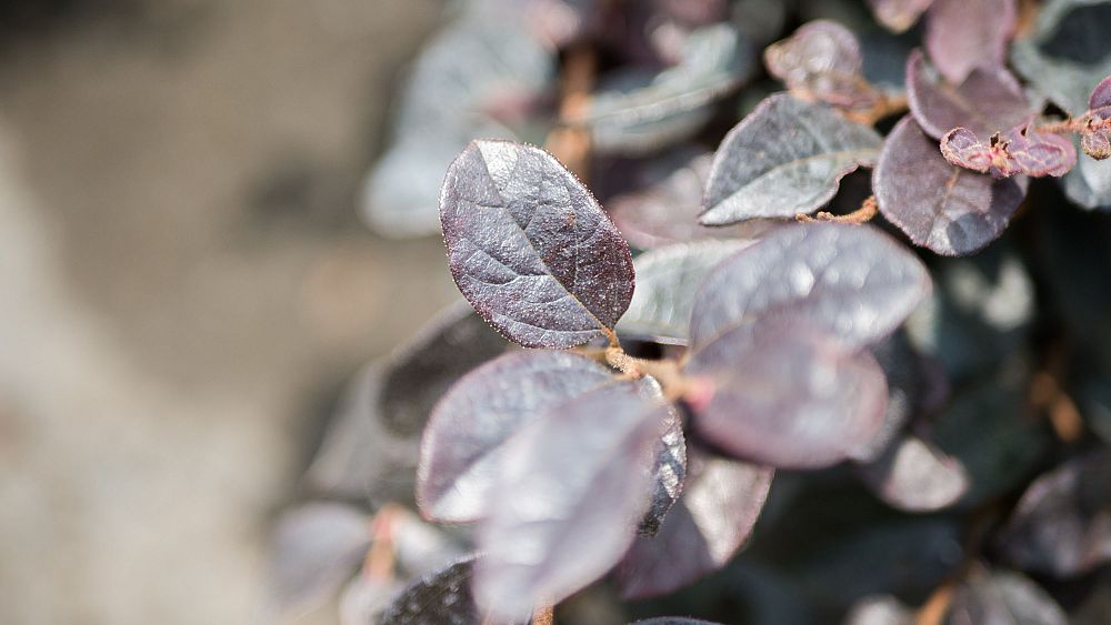loropetalum-chinense-plum-chinese-fringe-flower
