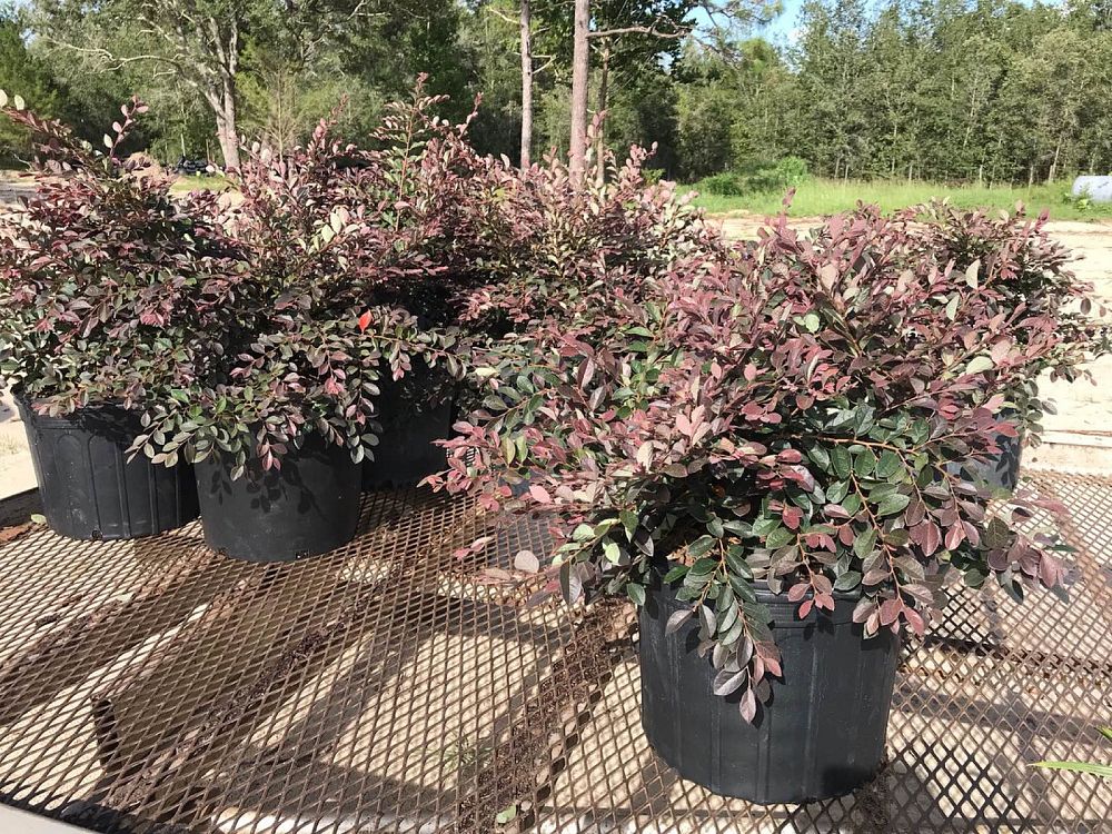 loropetalum-chinense-plum-chinese-fringe-flower