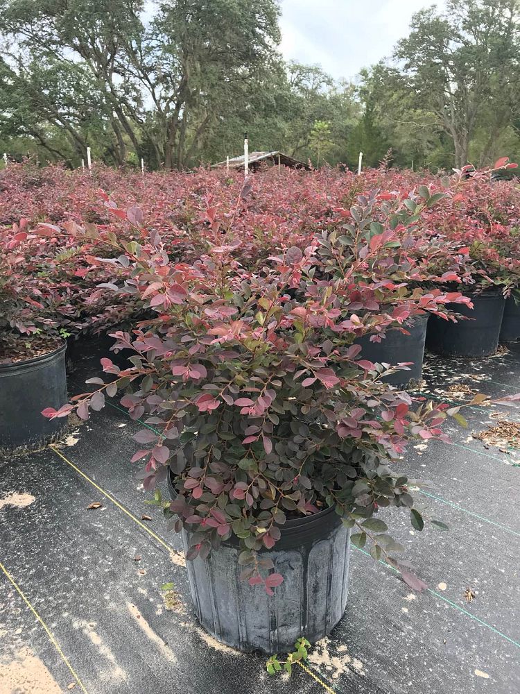 loropetalum-chinense-plum-chinese-fringe-flower