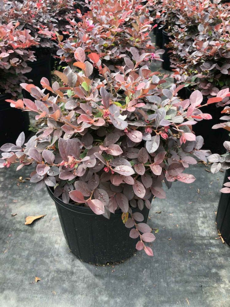 loropetalum-chinense-plum-chinese-fringe-flower