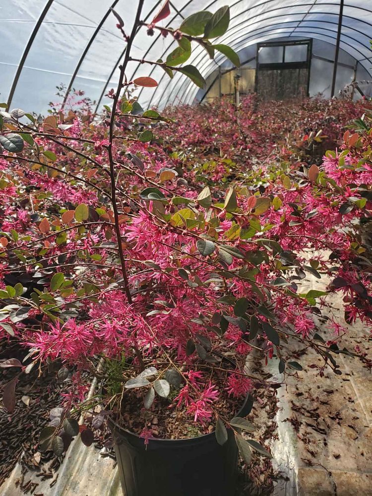 loropetalum-chinense-plum-chinese-fringe-flower