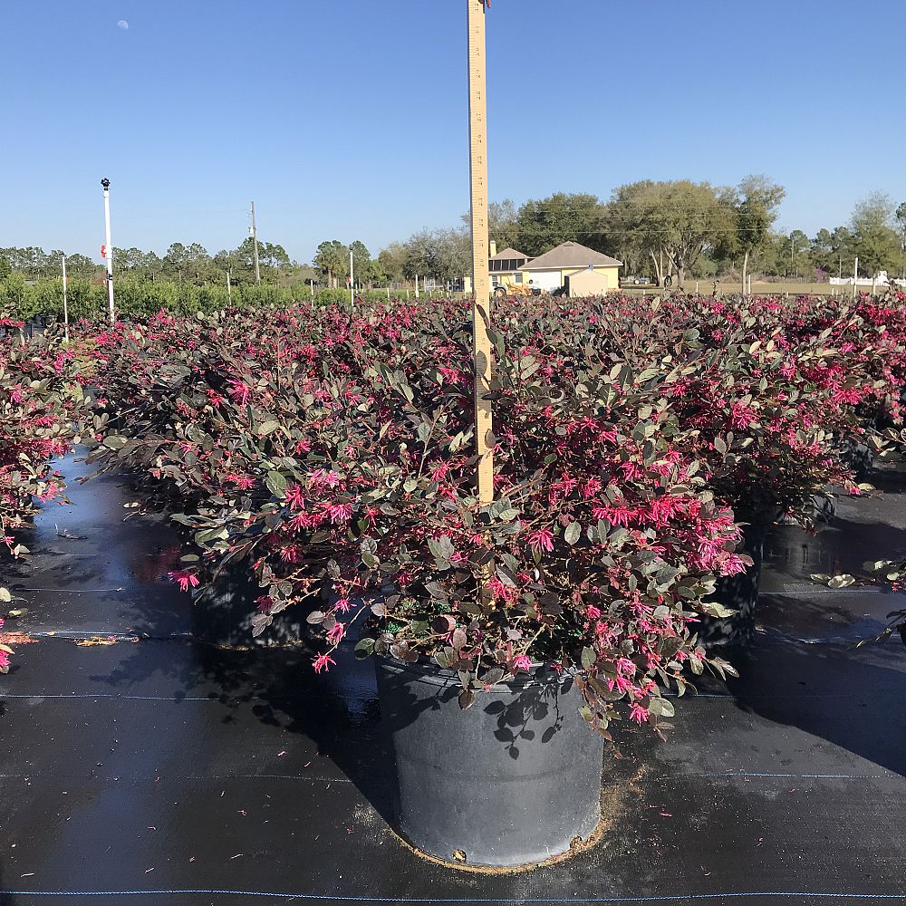 loropetalum-chinense-plum-chinese-fringe-flower