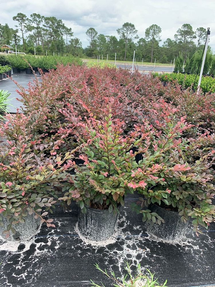 loropetalum-chinense-plum-chinese-fringe-flower