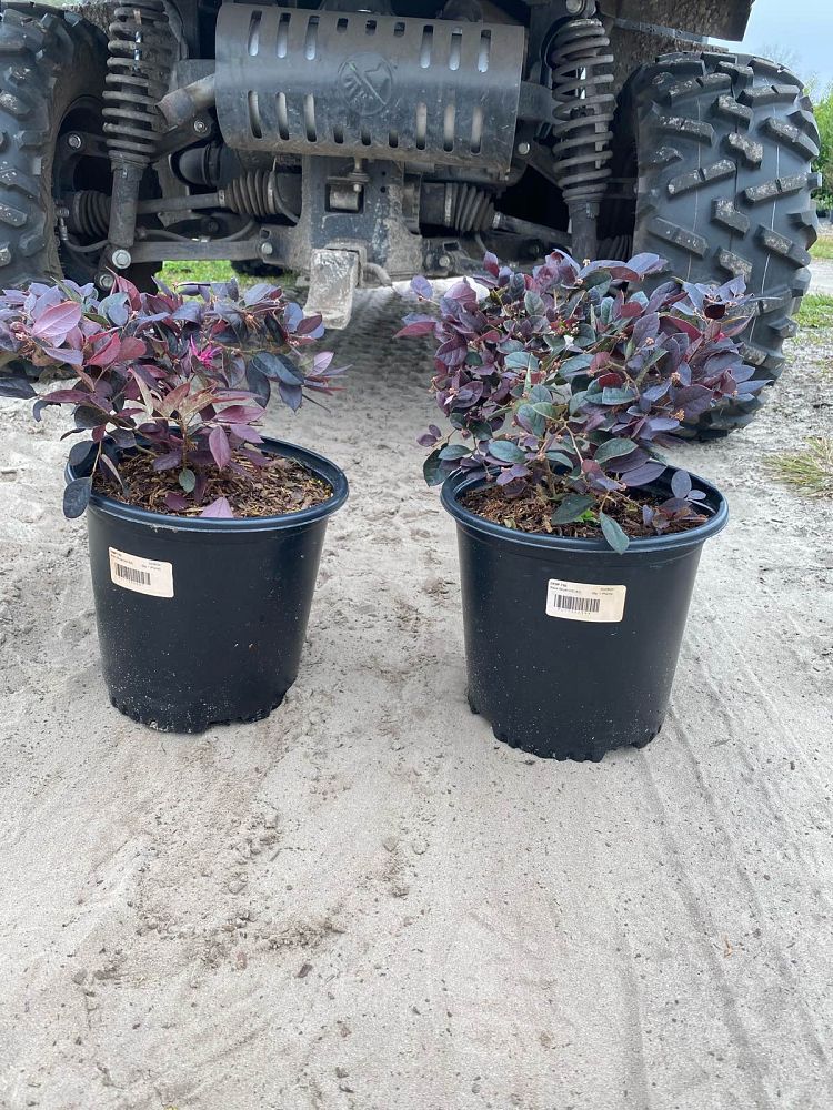 loropetalum-chinense-plum-chinese-fringe-flower