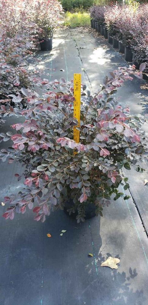 loropetalum-chinense-plum-chinese-fringe-flower