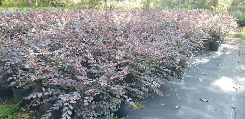 loropetalum-chinense-plum-chinese-fringe-flower
