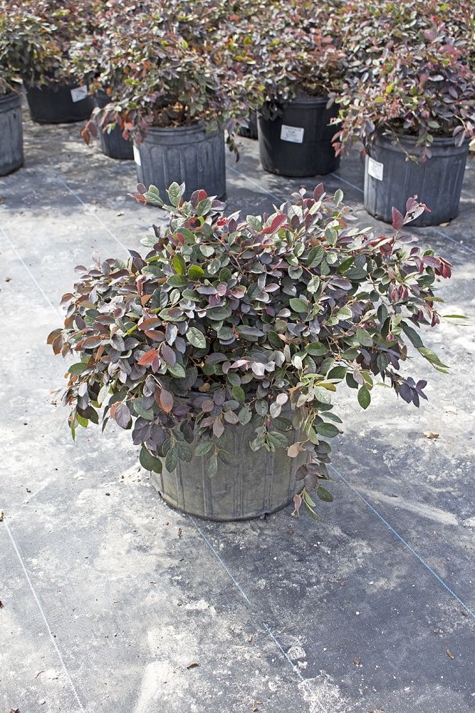 loropetalum-chinense-plum-chinese-fringe-flower