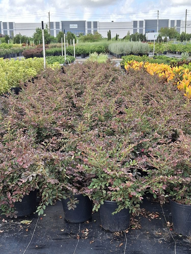 loropetalum-chinense-plum-chinese-fringe-flower