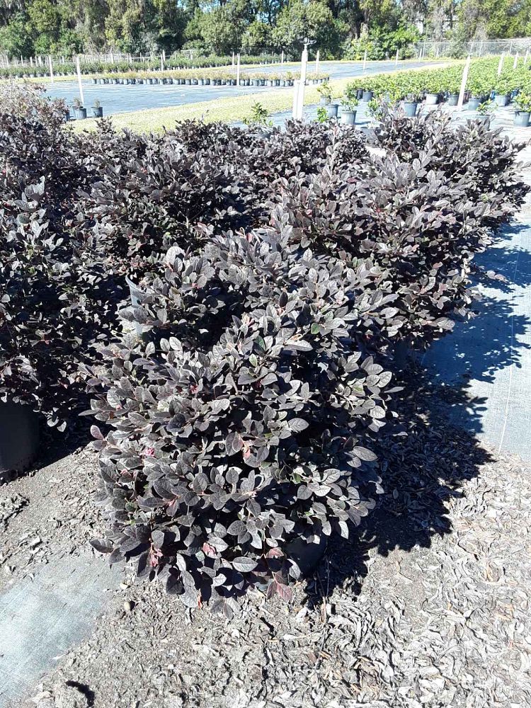 loropetalum-chinense-plum-chinese-fringe-flower